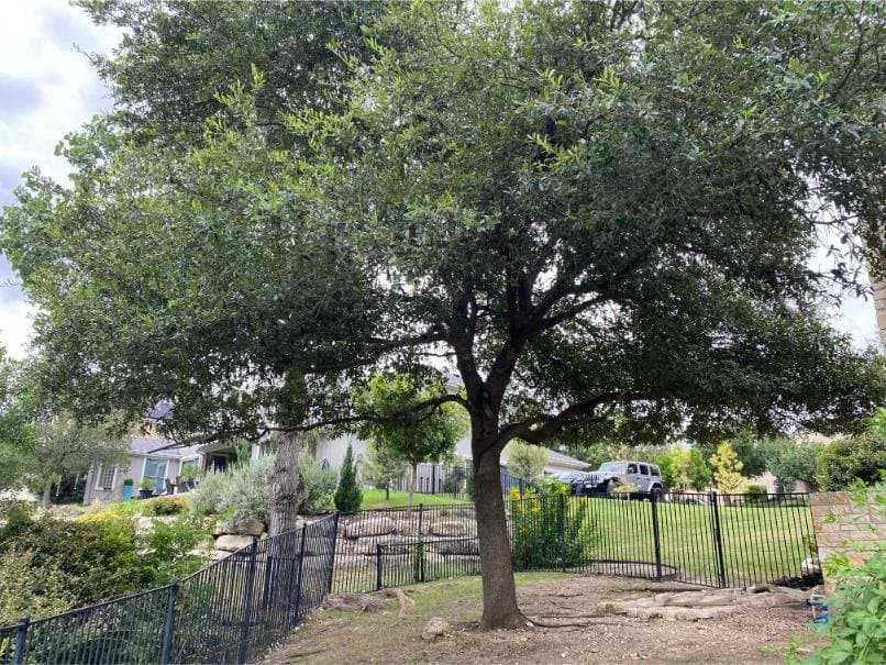 Canopy thinning — after