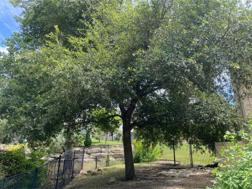 Canopy thinning — before