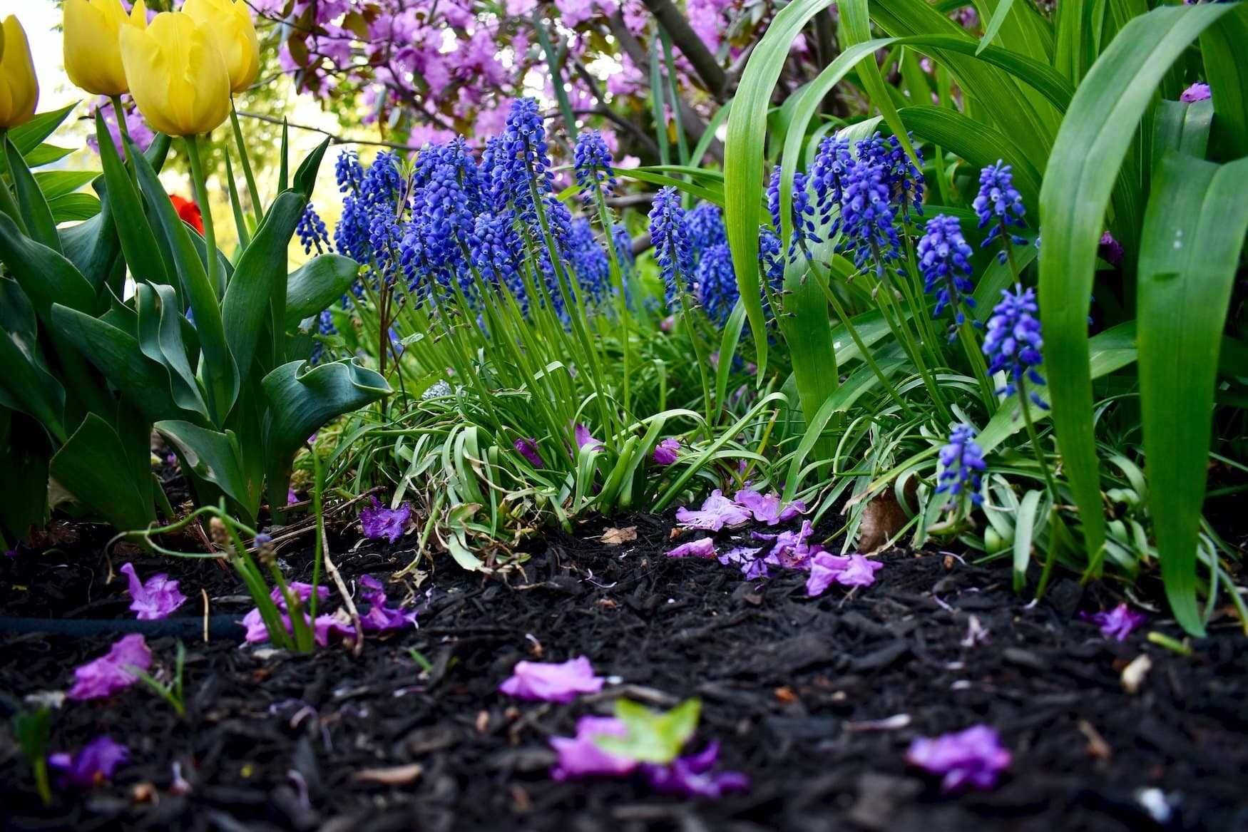 Tulips and hyacinths growing in a freshly mulched bed